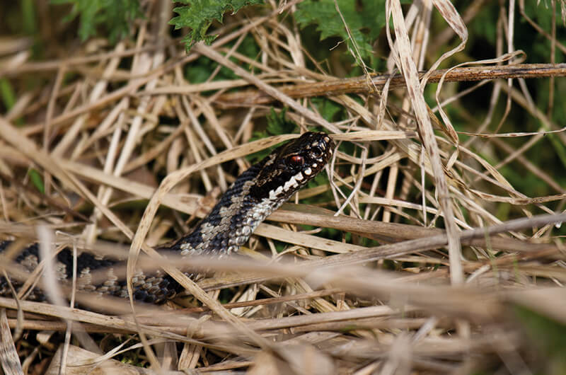 Hugorm. Foto: Thomas W. Johansen