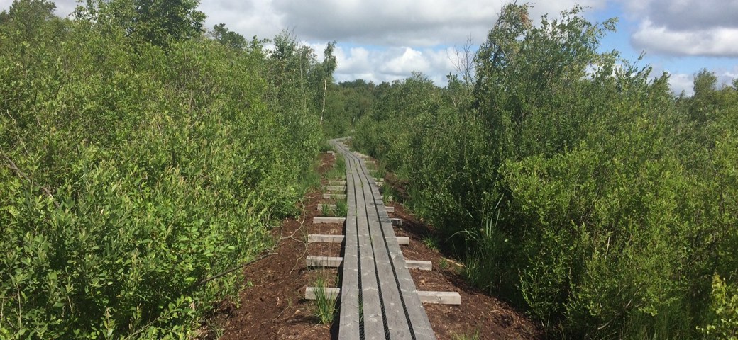 Plankesti i Horreby Lyng